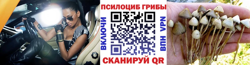 где найти   Талдом  Псилоцибиновые грибы Psilocybe 